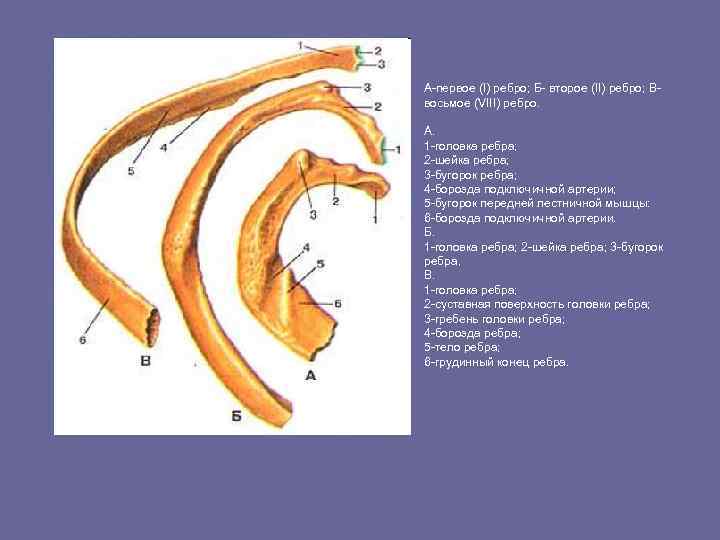 Верхний край ребра. Борозда подключичной артерии 1 ребро. Борозда подключичной вены 1 ребро. Лестничный бугорок 1 ребра. Верхний и Нижний край ребра (борозду ребра)..