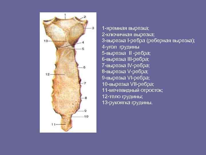 Яремная впадина где находится у человека фото