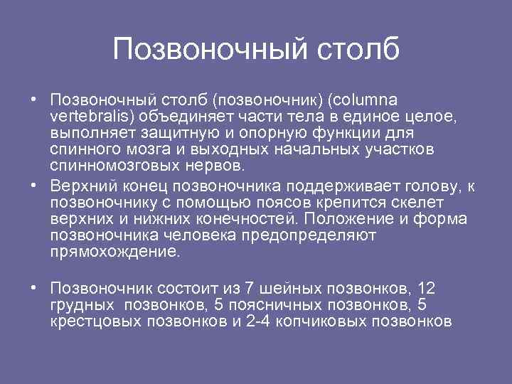 Позвоночный столб • Позвоночный столб (позвоночник) (columna vertebralis) объединяет части тела в единое целое,