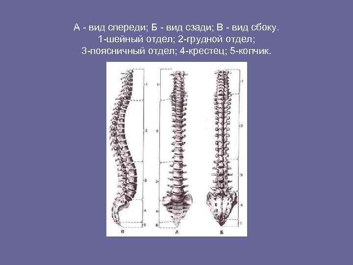А - вид спереди; Б - вид сзади; В - вид сбоку. 1 -шейный