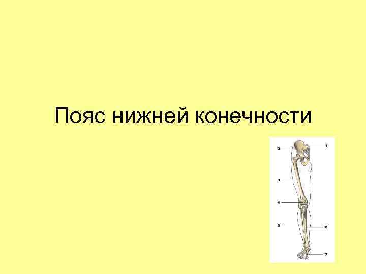 Типы поясов конечностей. Виды пояса конечностей. Бедро,голень одно и тоже или нет -фото.