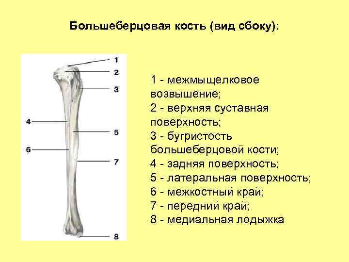 Большеберцовая кость (вид сбоку): 1 - межмыщелковое возвышение; 2 - верхняя суставная поверхность; 3