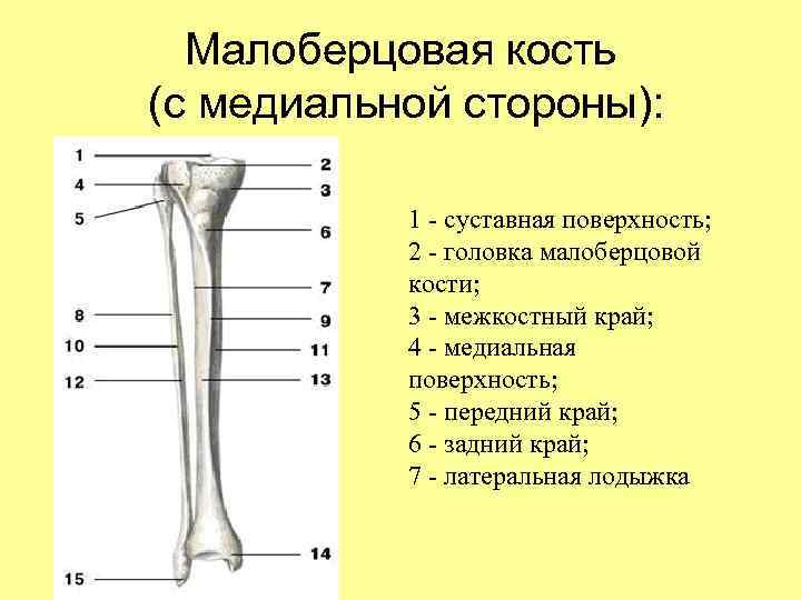 Малоберцовая кость (с медиальной стороны): 1 - суставная поверхность; 2 - головка малоберцовой кости;