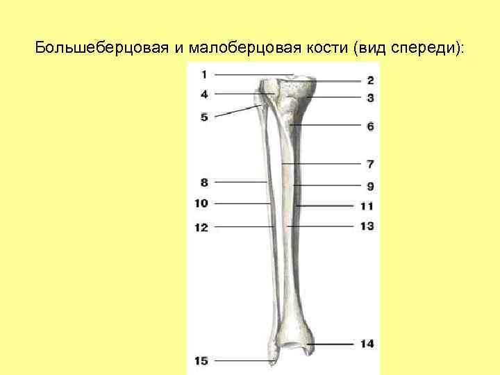 Большеберцовая и малоберцовая кости (вид спереди): 