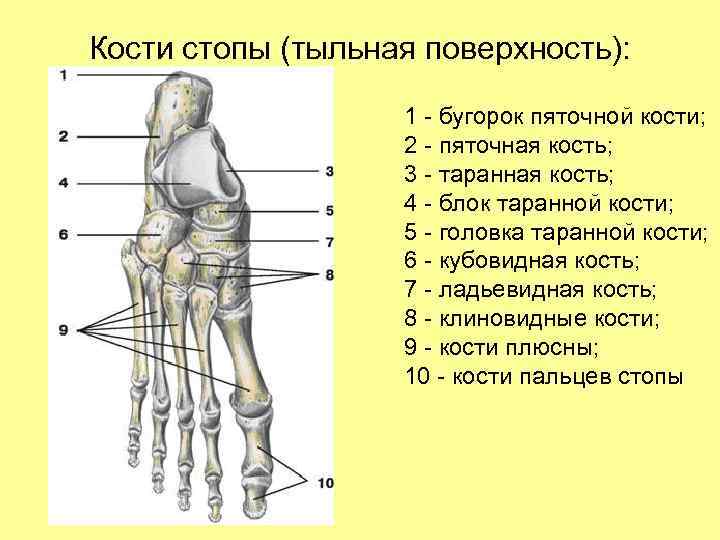 Кости стопы (тыльная поверхность): 1 - бугорок пяточной кости; 2 - пяточная кость; 3