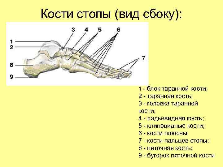 Кости стопы (вид сбоку): 1 - блок таранной кости; 2 - таранная кость; 3