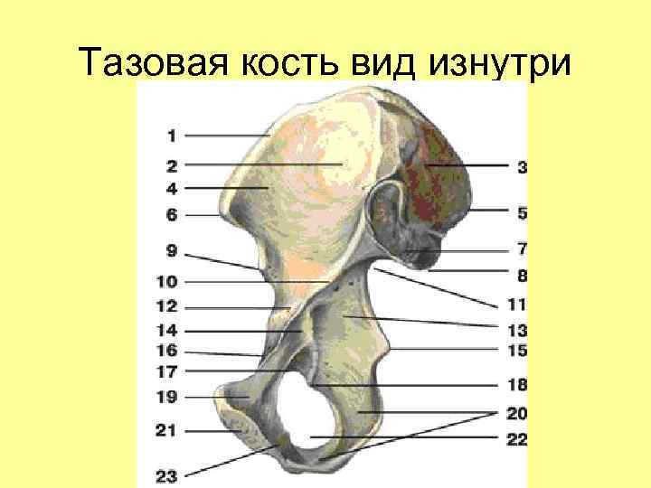 Кости таза. Кости тазового пояса анатомия. Тазовая кость правая вид изнутри. Тазовая кость правая вид снаружи. Тазовая кость вид снаружи вид изнутри.