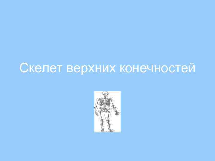 Скелет верхних конечностей 