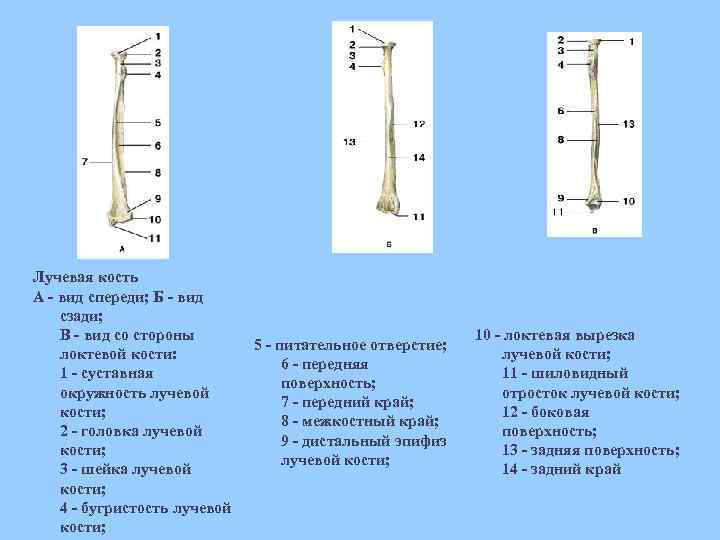 Лучевая кость А - вид спереди; Б - вид сзади; В - вид со