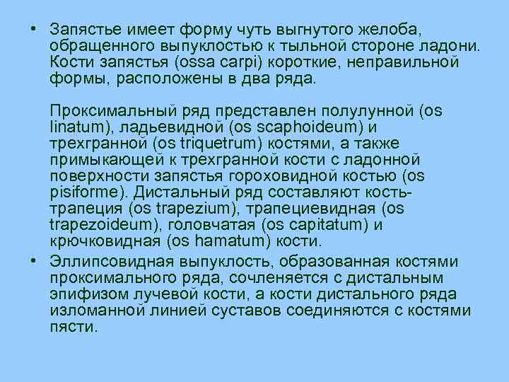  • Запястье имеет форму чуть выгнутого желоба, обращенного выпуклостью к тыльной стороне ладони.