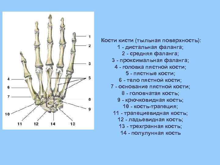 Ряд костей запястья. Анатомия кисти кости кисти. Кости лучезапястного сустава анатомия.