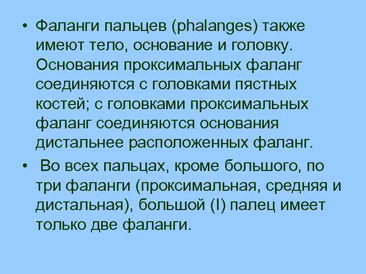  • Фаланги пальцев (phalanges) также имеют тело, основание и головку. Основания проксимальных фаланг