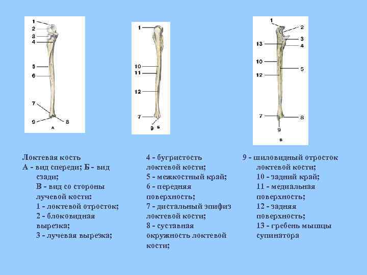  Локтевая кость А - вид спереди; Б - вид сзади; В - вид