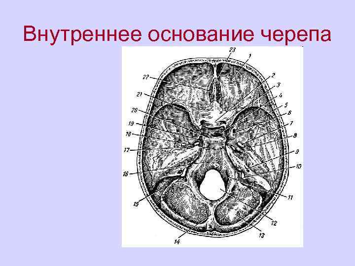 Основание черепа отделы. Основание черепа Черепные ямки. 1. Внутреннее основание черепа. Внутреннее основание черепа топографическая анатомия. Топография основания черепа.