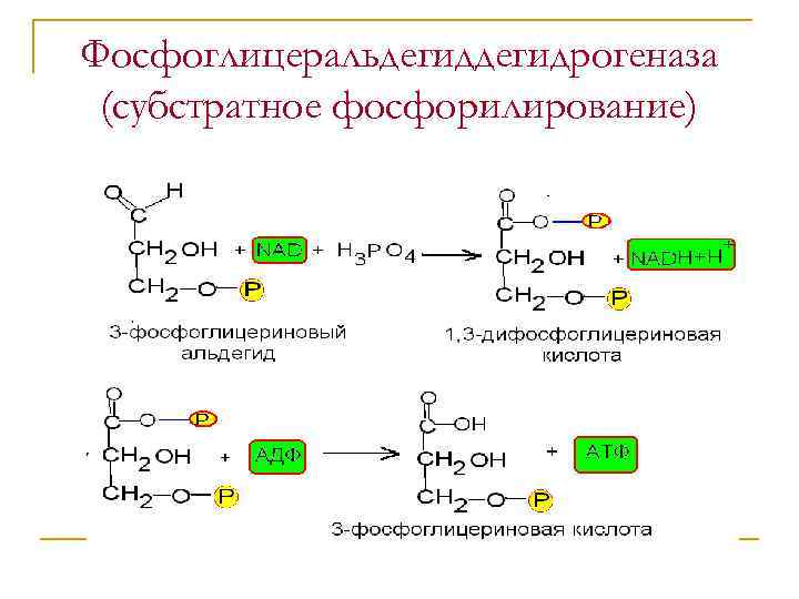 Субстратное фосфорилирование атф. Реакции субстратного фосфорилирования характерны для:. Креатинфосфат реакция субстратного фосфорилирования. Реакция субстратного фосфорилирования в ЦТК. Механизм синтеза АТФ субстратное фосфорилирование.