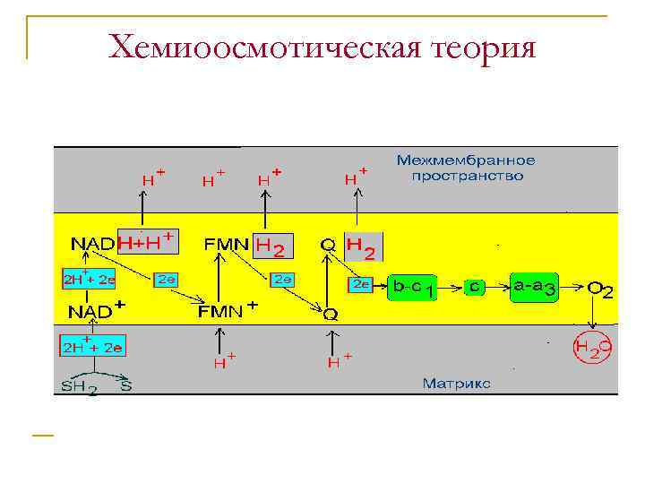 Хемиоосмотическая теория 