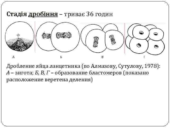 Стадія дробіння – триває 36 годин Дробление яйца ланцетника (по Алмазову, Сутулову, 1978): А