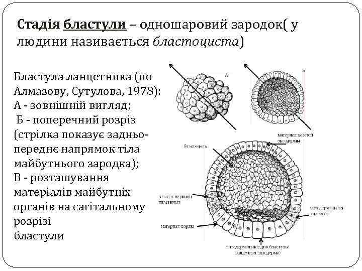 Стадія бластули – одношаровий зародок( у людини називається бластоциста) Бластула ланцетника (по Алмазову, Сутулова,