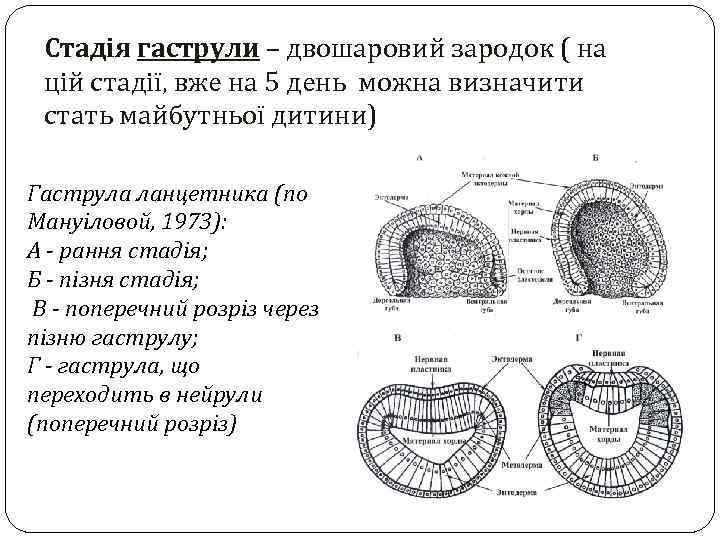 Стадія гаструли – двошаровий зародок ( на цій стадії, вже на 5 день можна