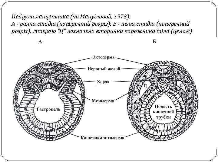 Нейрули ланцетника (по Мануіловой, 1973): А - рання стадія (поперечний розріз); Б - пізня
