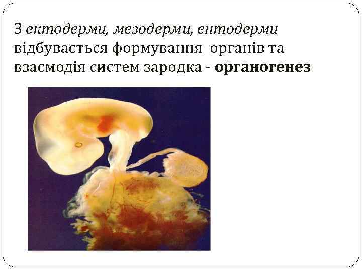 З ектодерми, мезодерми, ентодерми відбувається формування органів та взаємодія систем зародка - органогенез 