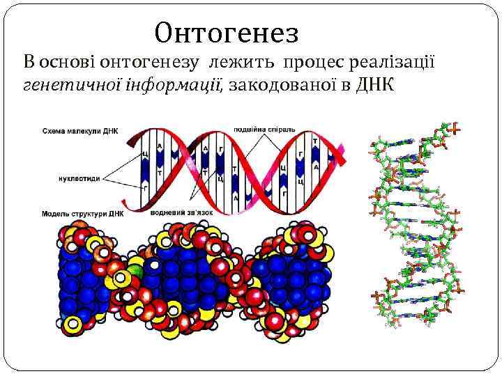 Онтогенез В основі онтогенезу лежить процес реалізації генетичної інформації, закодованої в ДНК 