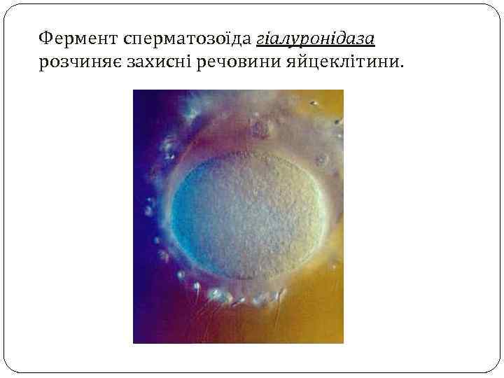 Фермент сперматозоїда гіалуронідаза розчиняє захисні речовини яйцеклітини. 