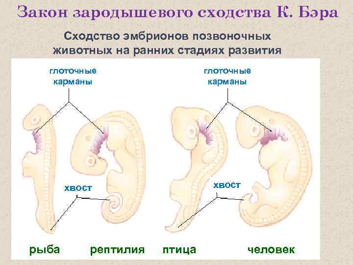 Закон зародышевого сходства К. Бэра Сходство эмбрионов позвоночных животных на ранних стадиях развития глоточные