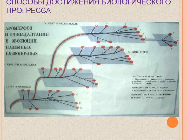 СПОСОБЫ ДОСТИЖЕНИЯ БИОЛОГИЧЕСКОГО ПРОГРЕССА 