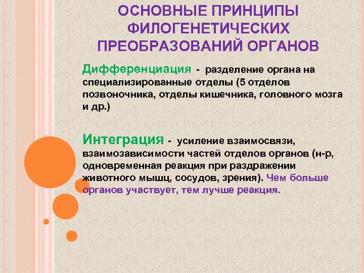 Принцип преобразования. Принципы преобразования органов. Принцип филогенетических преобразований органов. Филогенетическая дифференциация. Дифференциация Разделение органа на специализированные отделы.