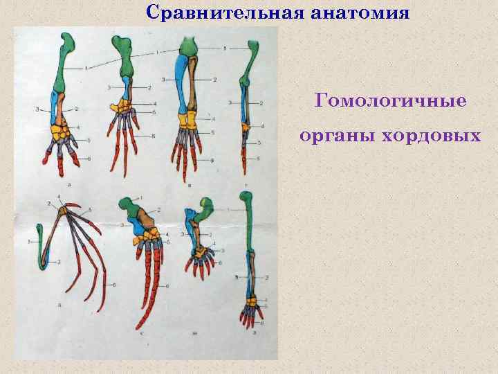 Переходные формы гомологичные органы рудименты