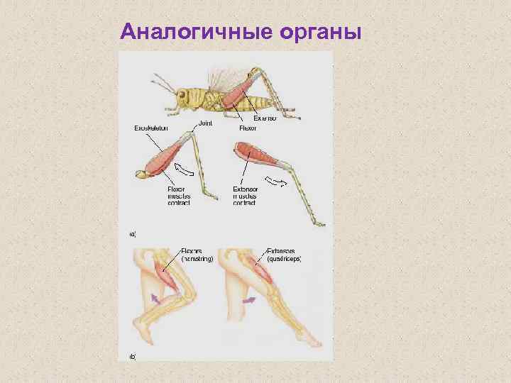 Аналогичные органы 