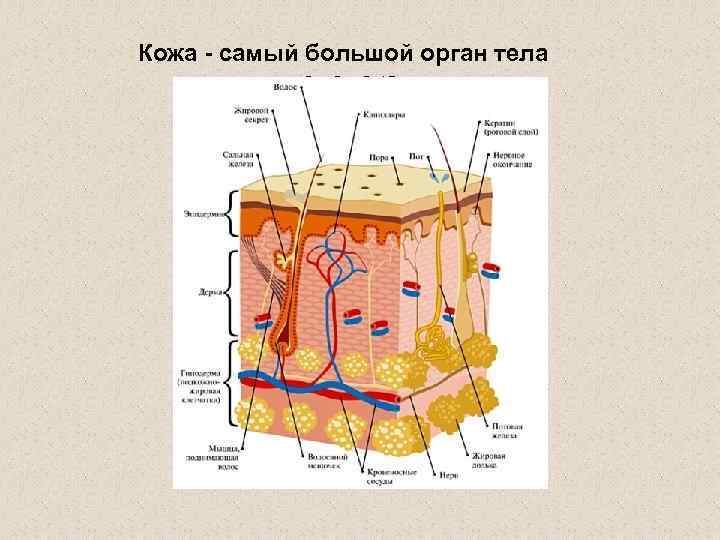 Кожа - самый большой орган тела человека 