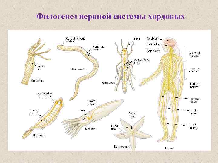 Нервная система хордовых животных трубчатого типа