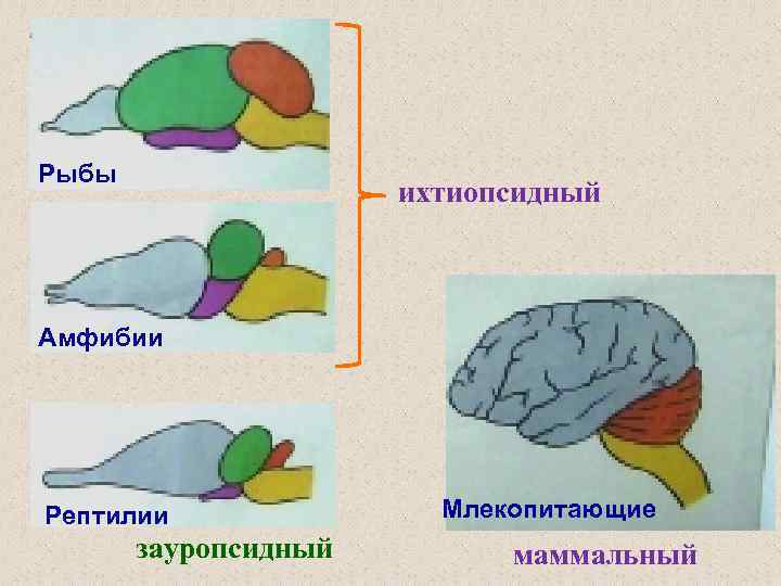 Рыбы ихтиопсидный Амфибии Рептилии зауропсидный Млекопитающие маммальный 