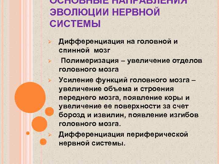 ОСНОВНЫЕ НАПРАВЛЕНИЯ ЭВОЛЮЦИИ НЕРВНОЙ СИСТЕМЫ Ø Ø Дифференциация на головной и спинной мозг Полимеризация