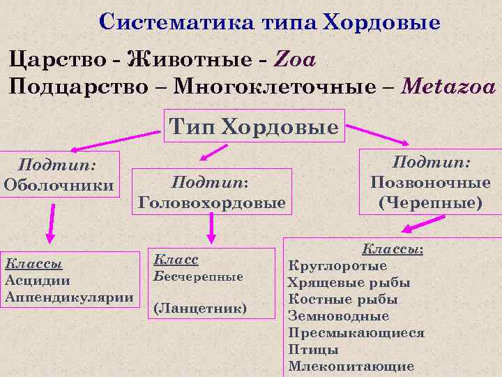 Систематический тип