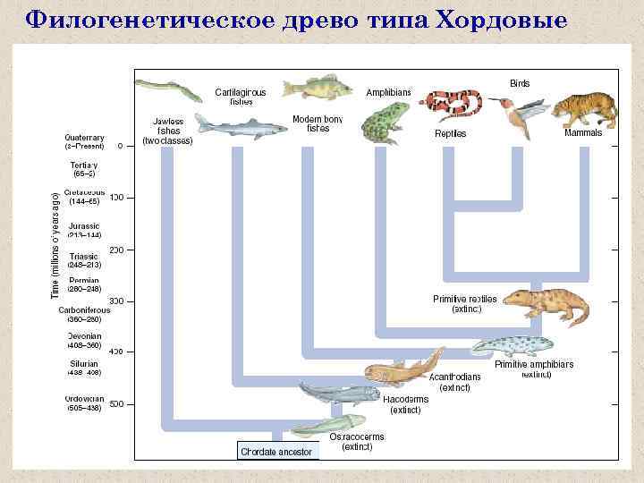 Филогенетическое древо типа Хордовые 