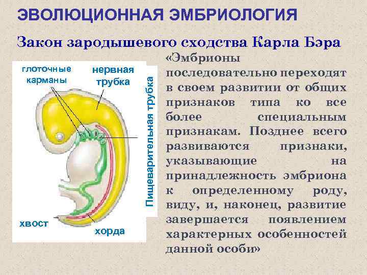 ЭВОЛЮЦИОННАЯ ЭМБРИОЛОГИЯ глоточные карманы хвост нервная трубка хорда Пищеварительная трубка Закон зародышевого сходства Карла