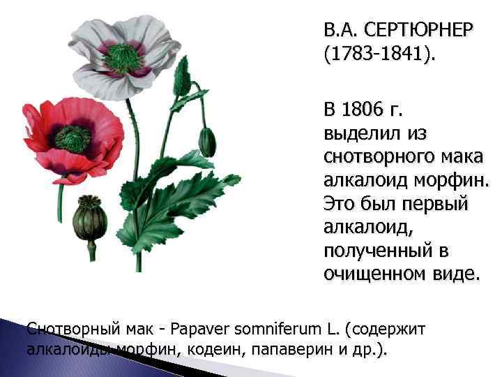 В. А. СЕРТЮРНЕР (1783 -1841). В 1806 г. выделил из снотворного мака алкалоид морфин.