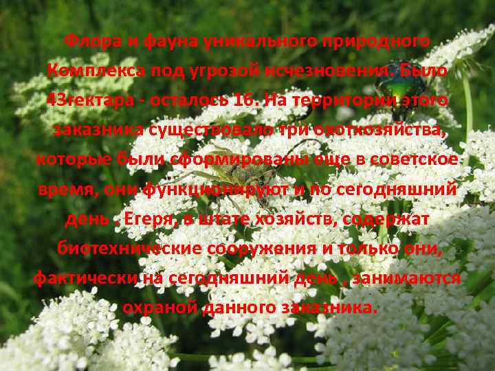 Флора и фауна уникального природного Комплекса под угрозой исчезновения. Было 43 гектара - осталось