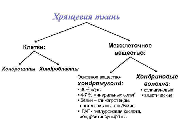 Хрящевая ткань Межклеточное вещество: Клетки: Хондроциты Хондробласты Основное вещество- хондромукоид: Хондриновые волокна: • 80%