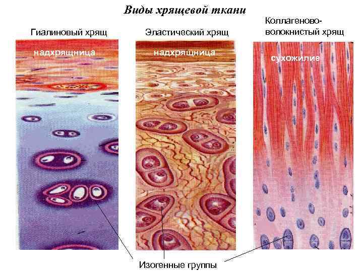Виды хрящевой ткани Гиалиновый хрящ надхрящница Эластический хрящ надхрящница Изогенные группы Коллагенововолокнистый хрящ сухожилие