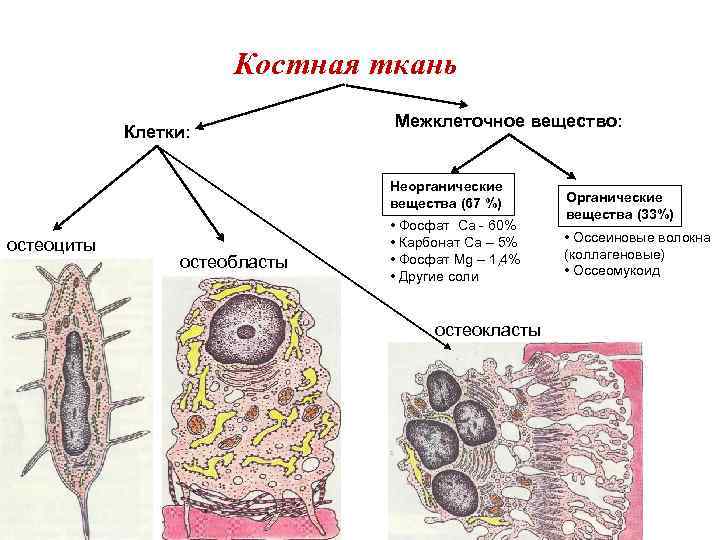 Костная ткань Клетки: Межклеточное вещество: Неорганические вещества (67 %) остеоциты остеобласты • Фосфат Са