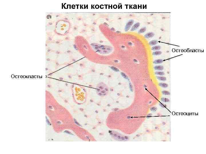 Клетки костной ткани Остеобласты Остеокласты Остеоциты 