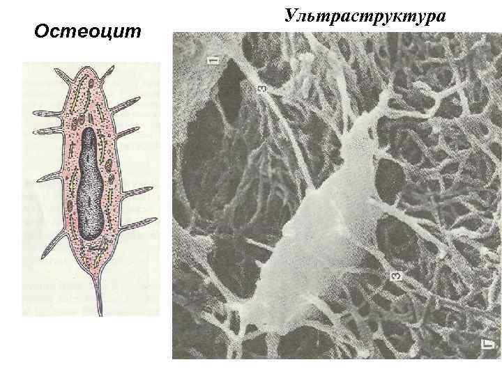 Остеоцит Ультраструктура 