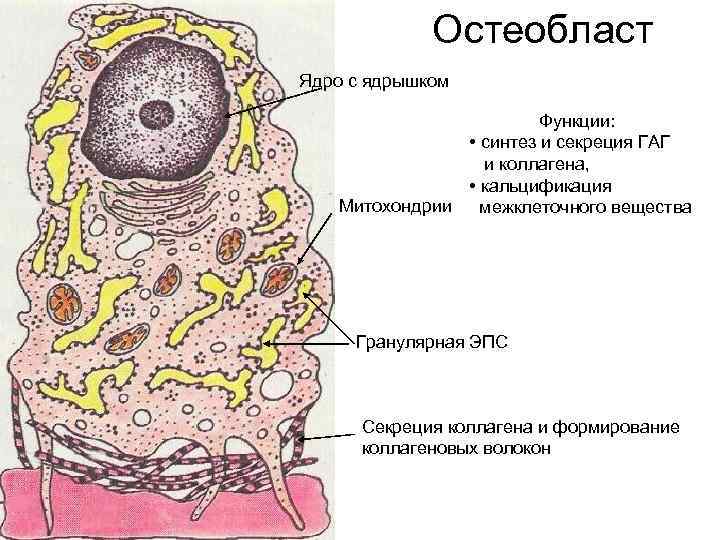 Остеобласт Ядро с ядрышком Функции: • синтез и секреция ГАГ и коллагена, • кальцификация
