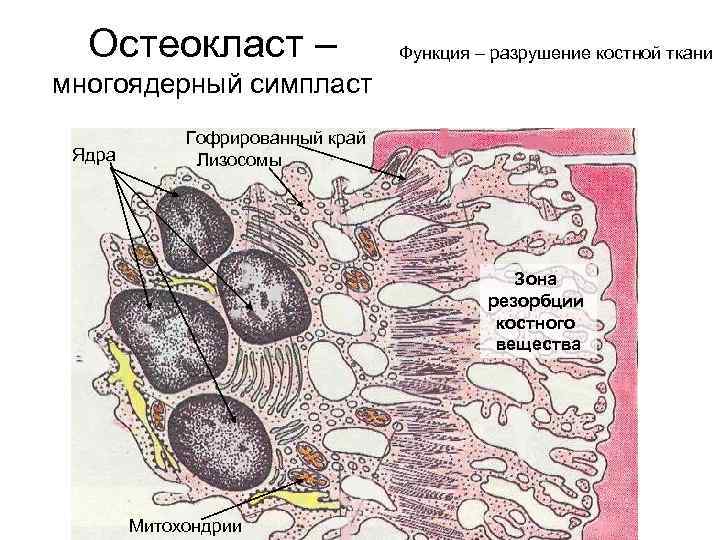 Остеокласт – Функция – разрушение костной ткани многоядерный симпласт Ядра Гофрированный край Лизосомы Зона
