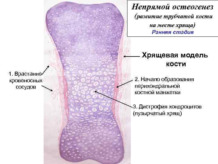 Развитие кости на месте хряща рисунок