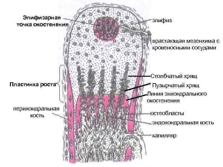 Эпифизарный хрящ